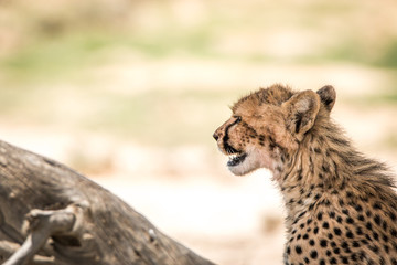 Side profile of a Cheetah in Kgalagadi.