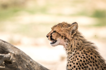 Side profile of a Cheetah in Kgalagadi.