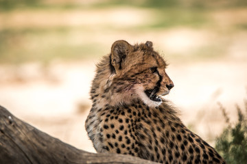 Side profile of a Cheetah in Kgalagadi.