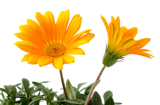 Fototapeta Gazania