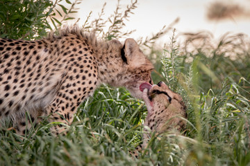 Two Cheetahs bonding in Kgalagadi.