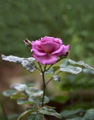 Pink rose