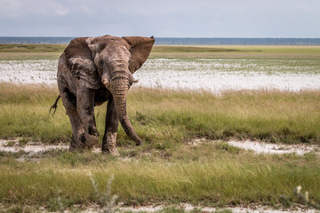 Fototapeta premium Big Elephant bull walking towards the camera.