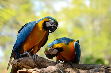 Parrot.