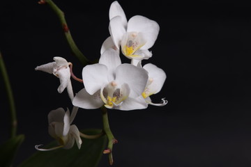White orchid flowers on black background close up.