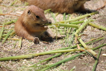 プレーリードッグ　赤ちゃん
