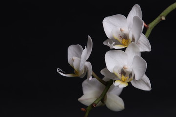 Naklejka na ściany i meble White orchid flowers on black background close up.