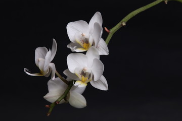 Plakat White orchid flowers on black background close up.