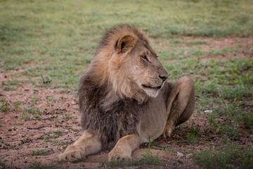 Big male Lion laying in the grass.