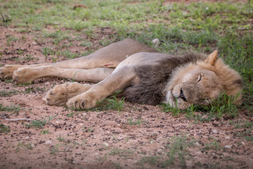 Big male Lion sleeping in the grass.