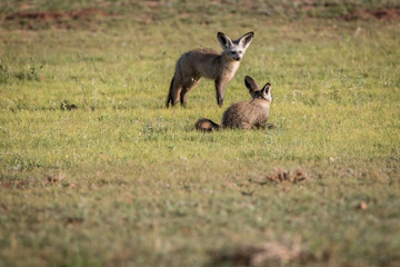 Naklejka na ściany i meble Two Bat-eared foxes in the grass.