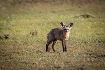 Bat-eared fox starring at the camera.