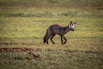 Bat-eared fox walking in the grass.