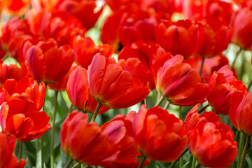 There are many red tulips in the spring garden.