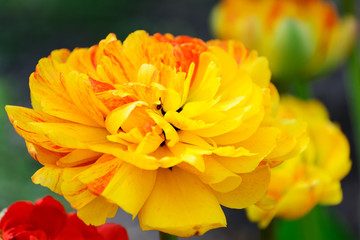 Multilobed, terry  yellow and orange tulip in a spring garden.
