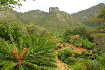 Fototapeta na wymiar Kirstenbosch National Botanical Garden, Cape Town, South Africa