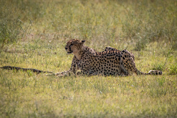 Cheetah laying in the grass in Kgalagadi.