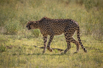 Cheetah walking in the grass in the Kgalagadi.