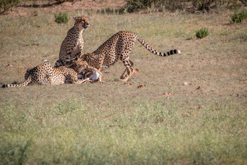 Cheetahs with a Springbok kill in Kgalagadi.