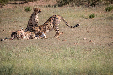 Cheetahs with a Springbok kill in Kgalagadi.