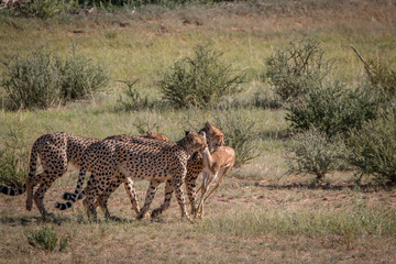 Cheetahs with a Springbok kill in Kgalagadi.