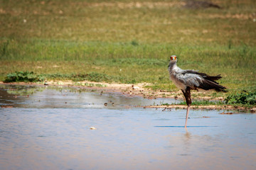 Secretary bird standing in a water pool.