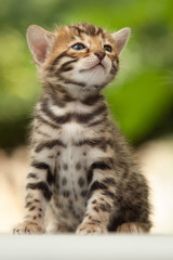 Bengal Kitten 4 Weeks young outdoor © Andreas Krappweis
