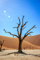 Fototapeta na wymiar Dead tree in the Sossusvlei desert.