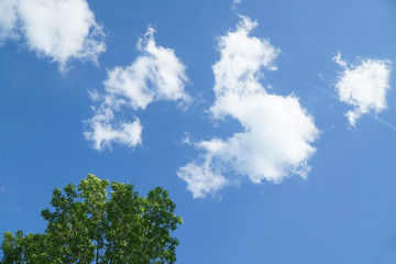 green tree, blue sky and white cloud