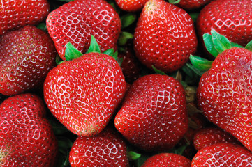 fresh strawberry harvest background