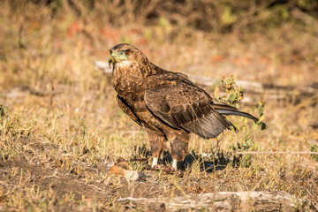 Juvenile Bateleur standing in the grass.