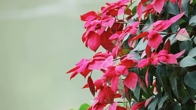  Red flowers background. Red flowers blooming in the garden. Full HD stock footage.

