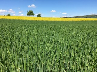 Spring field with treues