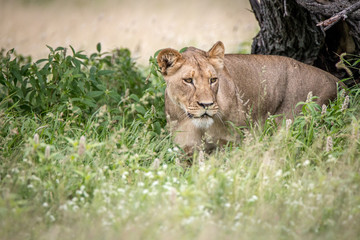Lion walking towards the camera in the high grass.
