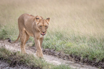Fototapeta na wymiar Lion walking in the sand in the Kalahari.