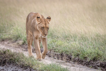 Lion walking in the sand in the Kalahari.