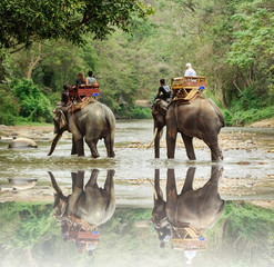 Elephant trekking through jungle in northern Thailand