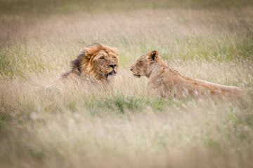 Lion mating couple laying in the high grass.