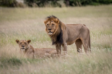 Lion mating couple in the high grass.