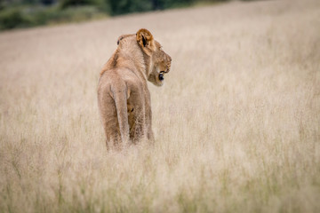 Lion standing in the high grass from behind.
