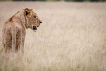 Lion standing in the high grass from behind.