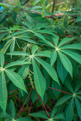Leaves of cassava plant. Cassava rich source of food carbohydrates in the tropics after rice and...