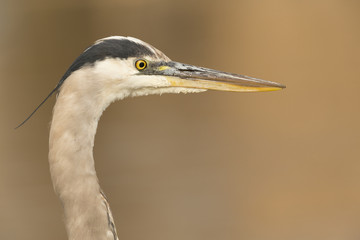 Great Blue Heron Headshot