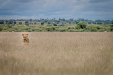 Lion standing in the high grass.