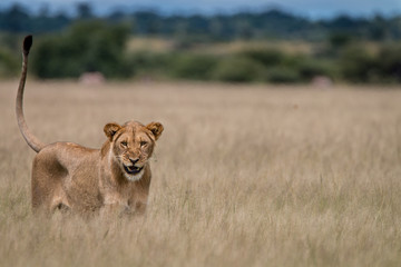 Fototapeta na wymiar Lion standing in the high grass.