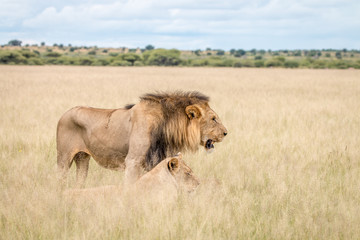 Lion mating couple in the high grass.