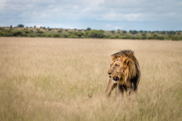 Lion mating couple in the high grass.