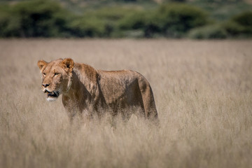 Lion standing in the high grass.