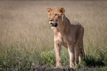 Lion standing in the high grass.