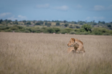 Lion standing in the high grass.